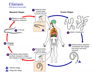siklus penyebaran filariasis